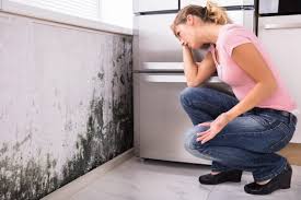 Trusted Carthage, TX Mold Inspection Experts